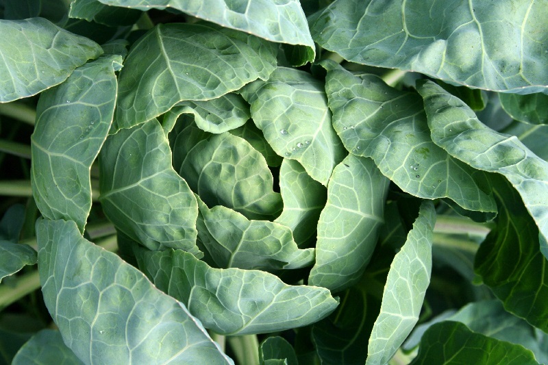 cabbage health