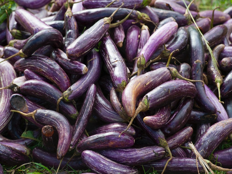 eggplant_diet