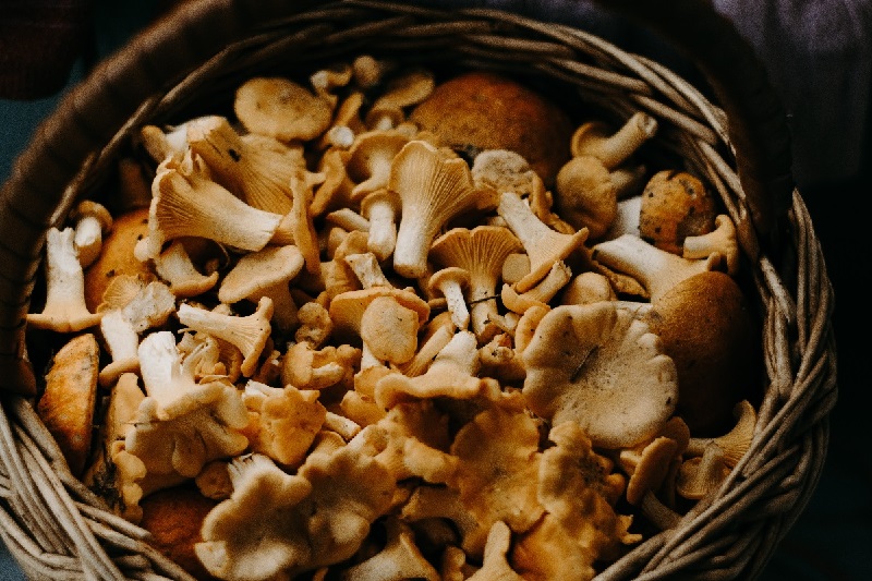 mushrooms health