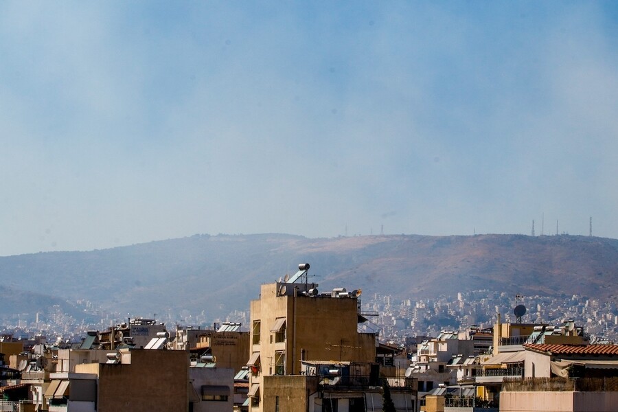 fotia_dafni_b78d5.jpg