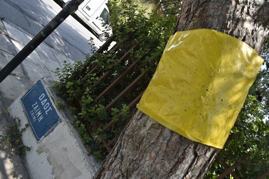 zaimi_faliro_cc5562700df09a74.jpg