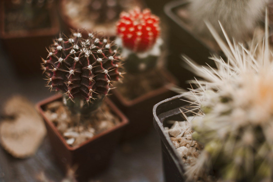 5 φυτά εσωτερικού χώρου που βελτιώνουν την υγεία σας