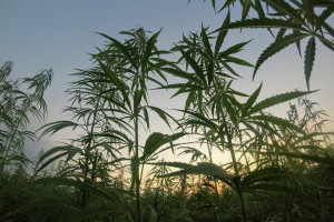 Φαρμακευτική κάνναβη: Τα οφέλη και οι κίνδυνοι - Τι αποκαλύπτει μεγάλη ανάλυση