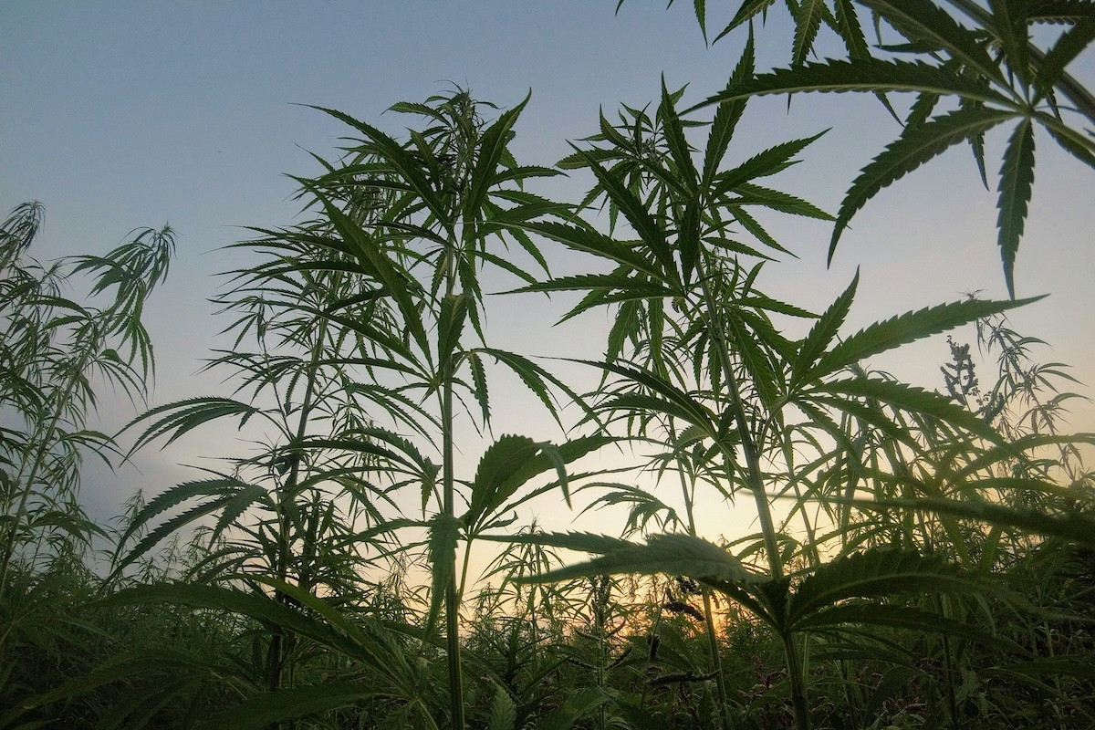 Φαρμακευτική κάνναβη: Τα οφέλη και οι κίνδυνοι - Τι αποκαλύπτει μεγάλη ανάλυση