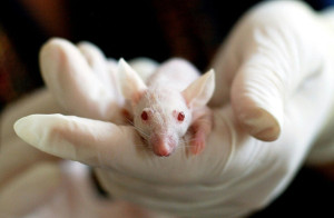 Έρευνα: Ο περιορισμός ενός αμινοξέος αύξησε το προσδόκιμο ζωής σε ποντίκια έως και 33%