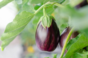 Μελιτζάνες: Το … παρεξημένο superfood που δεν θα πρέπει να λείπει το καλοκαίρι από το πιάτο σας