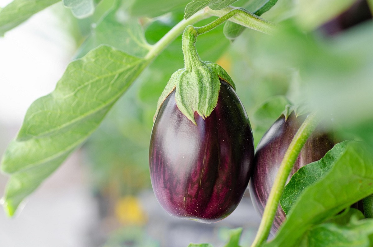 Μελιτζάνες: Το … παρεξημένο superfood που δεν θα πρέπει να λείπει το καλοκαίρι από το πιάτο σας