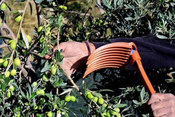 3ο ELIA Lesvos Confest: Η Λέσβος επιστρέφει στο επίκεντρο της διεθνούς ελαιοκομίας