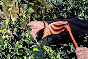 3ο ELIA Lesvos Confest: Η Λέσβος επιστρέφει στο επίκεντρο της διεθνούς ελαιοκομίας