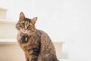 Πότε η κατοχή γάτας συνδέεται με αυξημένο κίνδυνο ασθενειών σε ανθρώπους