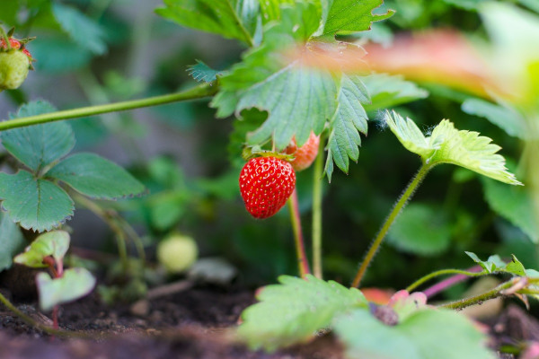 Φράουλες: Πότε είναι η εποχή τους και πόσες θερμίδες έχουν