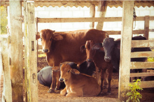 Γρίπη των Πτηνών: Εξαπλώθηκε σε αγελάδες στις ΗΠΑ - Τι εντοπίστηκε στο γάλα των ζώων