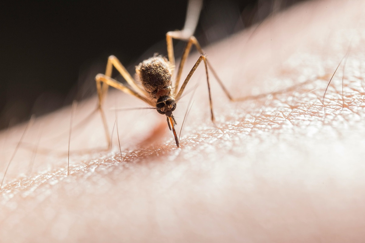 Τσιμπήματα από τα κουνούπια - Τρόποι πρόληψης και ανακούφισης