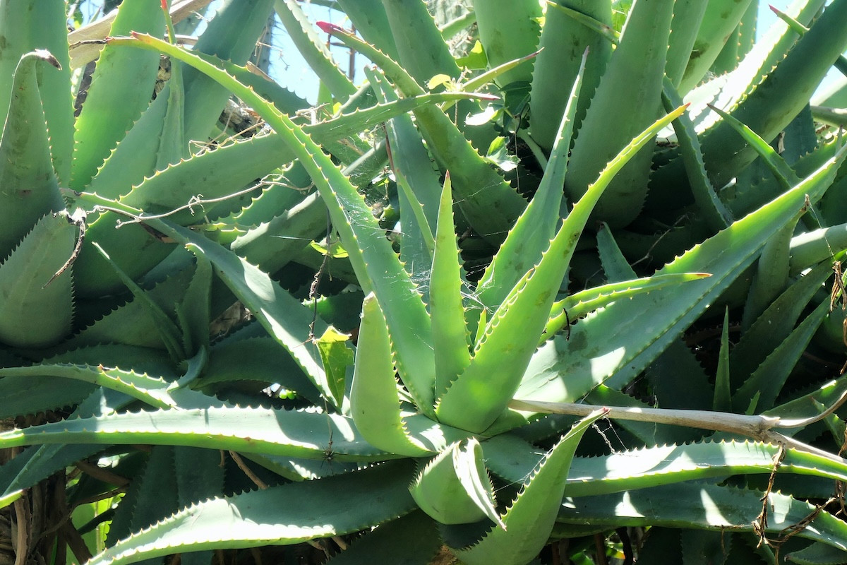 Πώς η αλόη βέρα μπορεί να βοηθήσει ασθενείς με Αλτσχάιμερ – Τι έδειξε νέα μελέτη