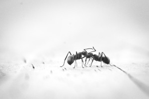 Πώς θα διώξετε τα μυρμήγκια από την κουζίνα σας χωρίς χημικά