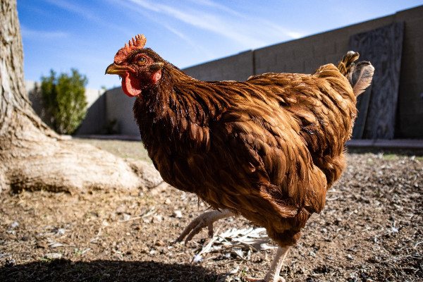 Νέα κρούσματα γρίπης των πτηνών επιβεβαιώθηκαν στη Μινεσότα
