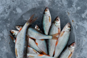 ΕΦΕΤ: Ανακαλεί ψάρι από τα σούπερ μάρκετ - Περιέχει listeria