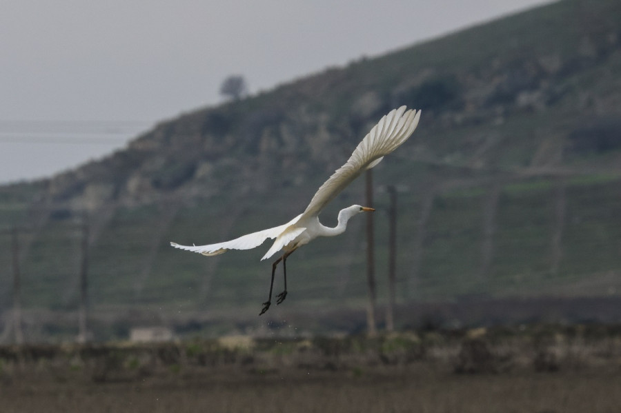 Ινστιτούτο Παστέρ για Γρίπη των Πτηνών: «Μπορεί να προκαλέσει χειρότερη πανδημία από την Covid»