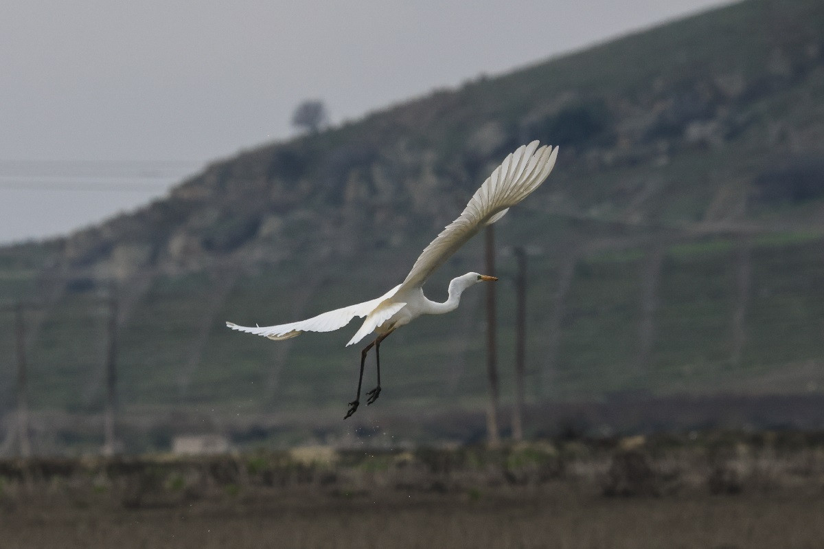 Ινστιτούτο Παστέρ για Γρίπη των Πτηνών: «Μπορεί να προκαλέσει χειρότερη πανδημία από την Covid»