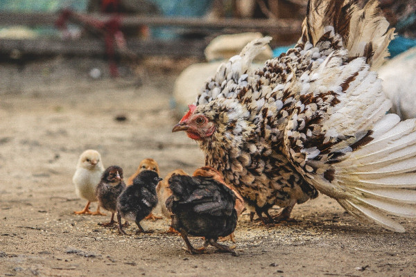 Γρίπη των πτηνών: Υπεύθυνη για θανάτους θηλαστικών ζώων στο Κολοράντο