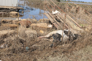 Σε υγειονομική «βόμβα» εξελίσσονται τα νεκρά ζώα στη Θεσσαλία