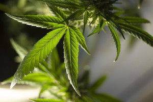 Φαρμακευτική κάνναβη και Σκλήρυνση κατά Πλάκας: Νέα δεδομένα και ελπίδα για τους ασθενείς