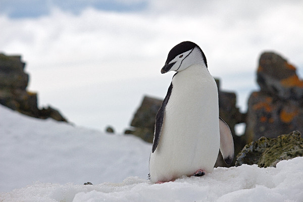 Ανταρκτική: Βασιλικός πιγκουίνος φαίνεται να πέθανε από τη γρίπη των πτηνών