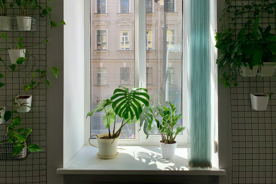 Αυτά τα 3 φυτά εσωτερικού χώρου θα σας βοηθήσουν να κοιμάστε καλύτερα