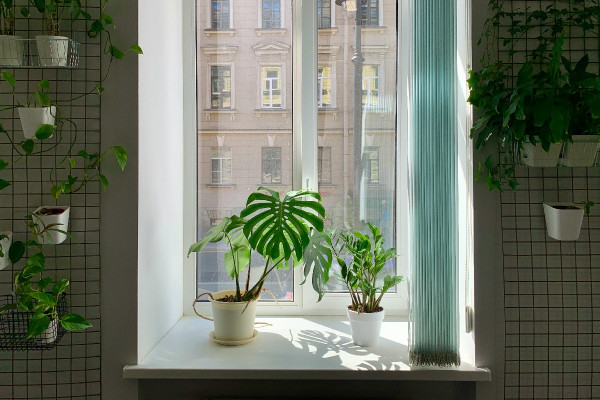 Αυτά τα 3 φυτά εσωτερικού χώρου θα σας βοηθήσουν να κοιμάστε καλύτερα