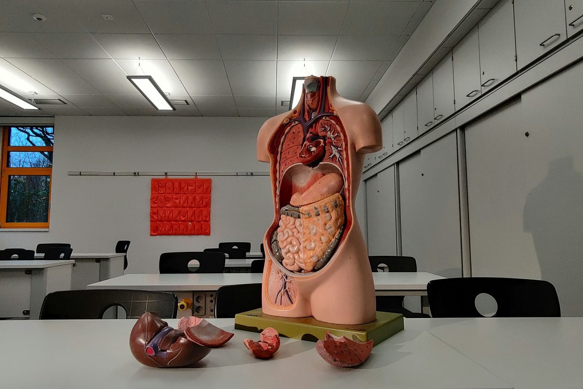 Τα 7 «αχρείαστα» όργανα στο ανθρώπινο σώμα – Γιατί τα έχουμε ακόμα