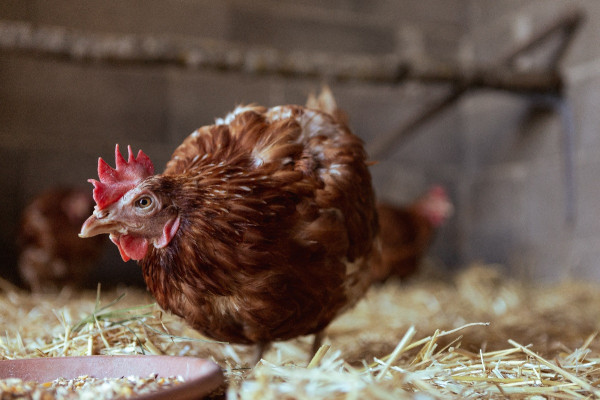 Γρίπη των πτηνών: Βρέθηκε θετική μία γυναίκα στον H5N1 στην Κίνα