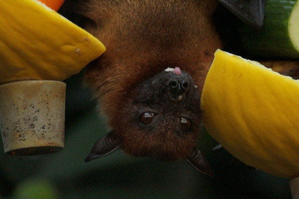 Νυχτερίδες: Το πρωτόγνωρο ανοσοποιητικό τους και πώς επιβιώνουν έναντι θανατηφόρων ιών