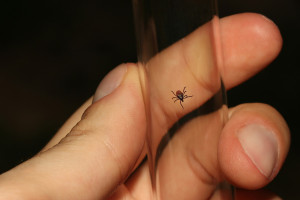 Τι είναι η νόσος του Lyme - Γιατί επηρεάζει τόσο συχνά τους διασήμους
