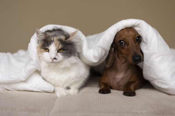 Το κατοικίδιο που συνδέεται με χειρότερη ψυχική υγεία στα παιδιά - Μελέτη