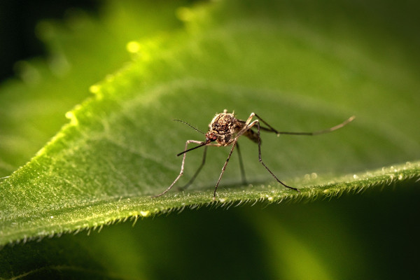 Δάγκειος πυρετός: «Στειρώνουν» κατά χιλιάδες τα κουνούπια