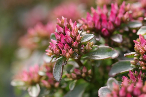 ΕΟΔΥ: Οι κίνδυνοι από την πικροδάφνη – Νέες συστάσεις σε εκπαιδευτικούς και γονείς