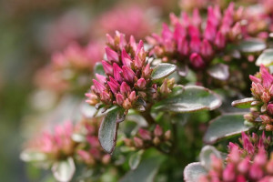 ΕΟΔΥ: Οι κίνδυνοι από την πικροδάφνη – Νέες συστάσεις σε εκπαιδευτικούς και γονείς