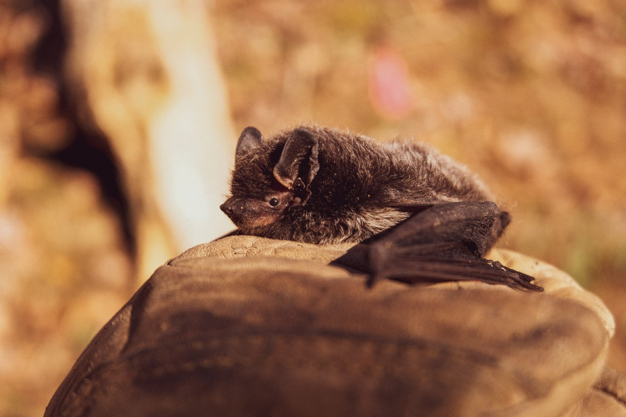 Κορωνοϊός: Πώς οι νυχτερίδες μπορούν να συμβάλλουν στην καλύτερη μελέτη του ιού