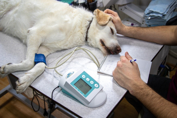 Αποκλειστικό: Ανησυχία στην Ευρώπη από τις μεταλλάξεις της γρίπης των πτηνών σε σκύλους και γάτες