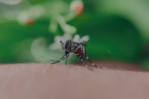 Πόρτλαντ: Προειδοποίηση για επέλαση κουνουπιών