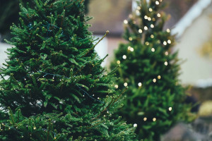 Αληθινό ή ψεύτικο χριστουγεννιάτικο δέντρο - Ποιο κρύβει περισσότερους κινδύνους για την υγεία