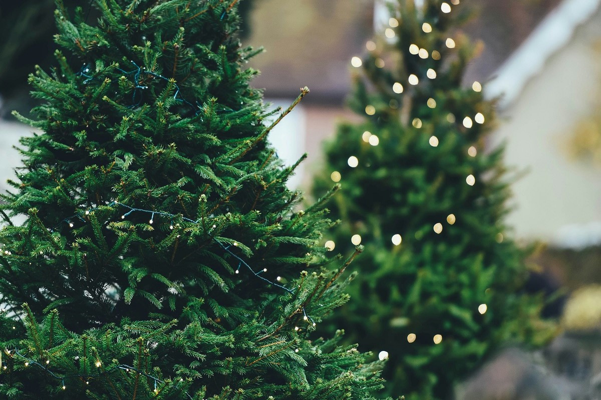 Αληθινό ή ψεύτικο χριστουγεννιάτικο δέντρο - Ποιο κρύβει περισσότερους κινδύνους για την υγεία