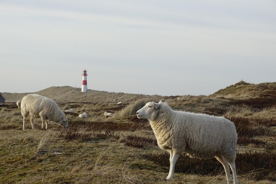 Ευλογιά αιγοπροβάτων: Τέσσερις νέες παραβάσεις των μέτρων βιοασφάλειας