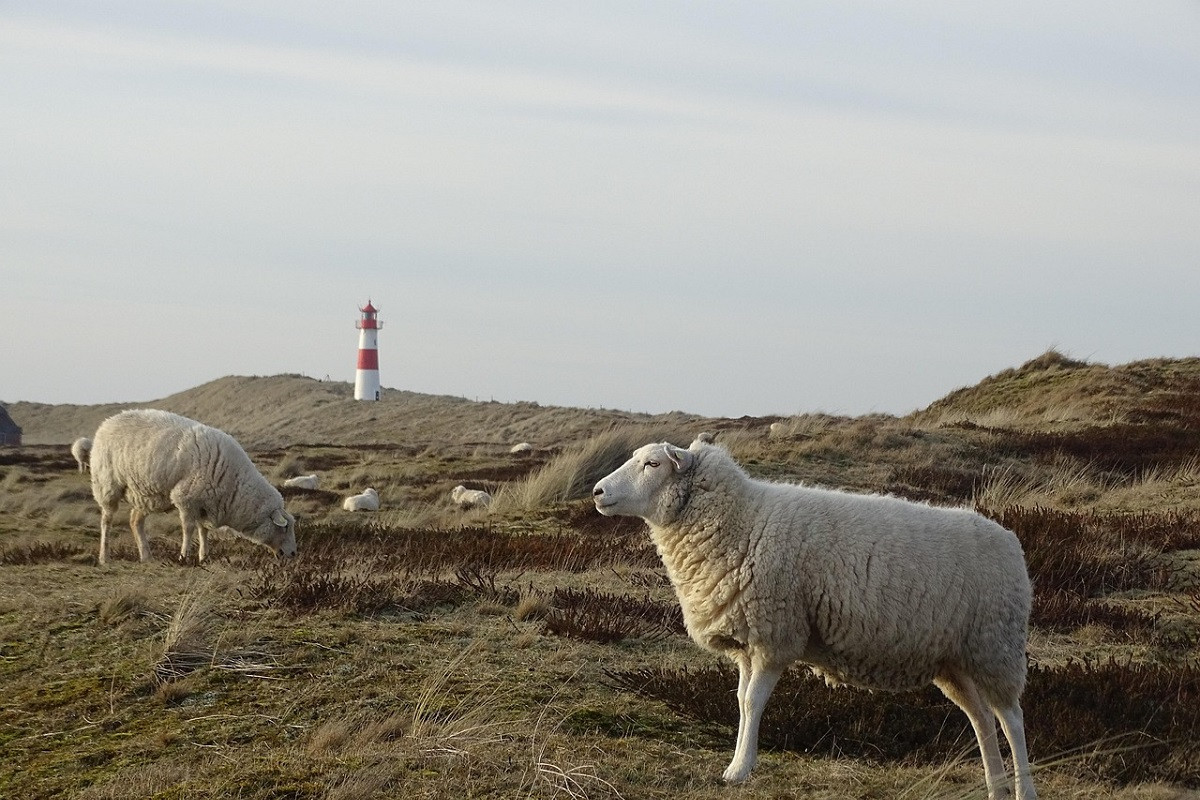 Ευλογιά αιγοπροβάτων: Τέσσερις νέες παραβάσεις των μέτρων βιοασφάλειας
