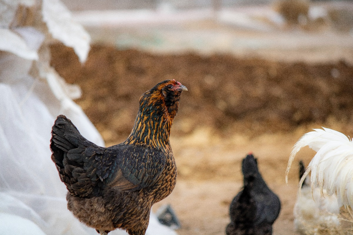 Γρίπη των Πτηνών: Θα είναι η επόμενη πανδημία;