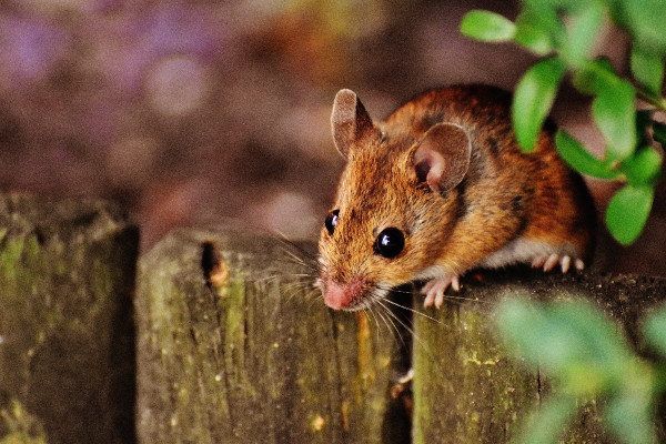 Μελέτη σε ποντίκια: Η μειωμένη πρόσληψη οξυγόνου παρέτεινε τη ζωή τους