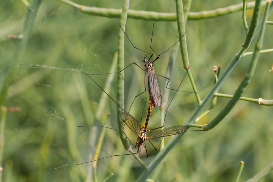 Ιός Δυτικού Νείλου - ΕΟΔΥ: 3 νέα κρούσματα την τελευταία εβδομάδα