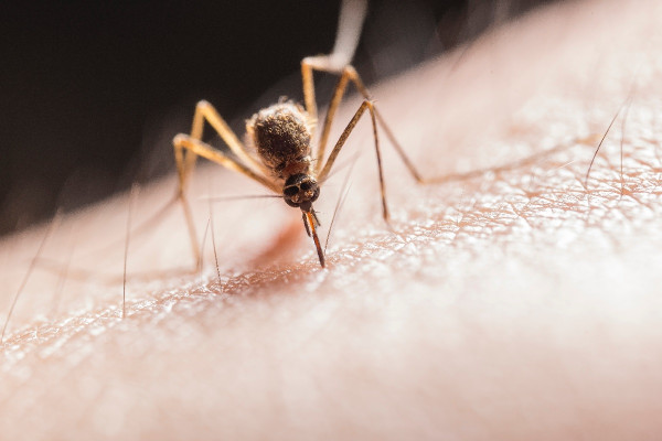 Παρίσι: Ψεκασμοί για τα κουνούπια - τίγρεις με στόχο την αποτροπή μετάδοσης ιών