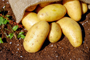 Πατάτες: Σε ποιες περιπτώσεις είναι επικίνδυνες για την υγεία
