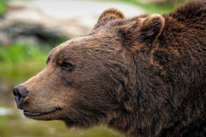 Ζαγόρι: Επίθεση αρκούδας σε ηλικιωμένο – Μεταφέρθηκε στο νοσοκομείο